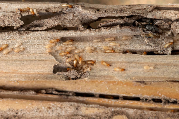 Best Commercial Pest Control Services  in Tn Lakes, WI