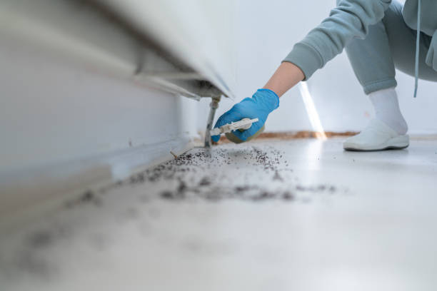 Best Ant Control Services  in Tn Lakes, WI